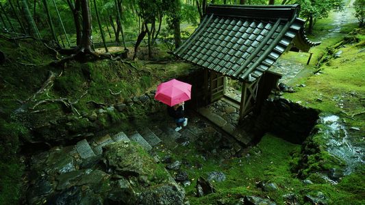 苔寺に咲いた唐紅の傘