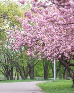 札幌市内の八重桜