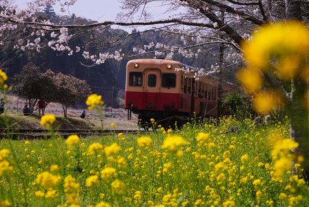 小湊鉄道の春