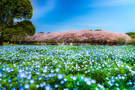 春の幻想：ネモフィラと桜、そして青空