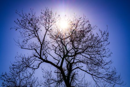 光の詩：孤立の木の物語