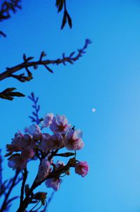 日暮れの桜（４パターン）