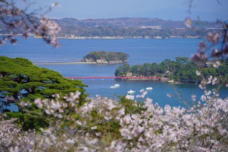 松島と桜