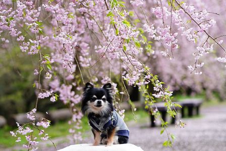 春、桜