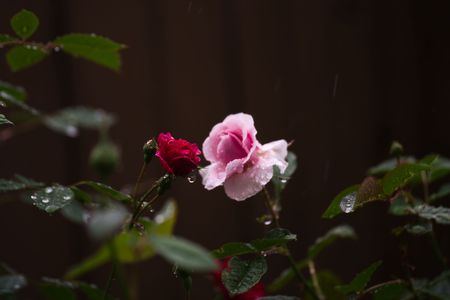 薔薇に雨が降る