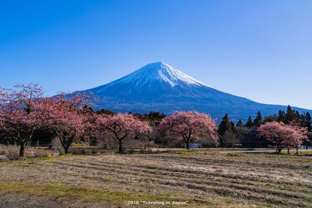 河津桜と富士