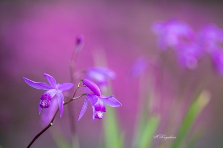 春・光・彩　～紫蘭の花を撮り描き残す～