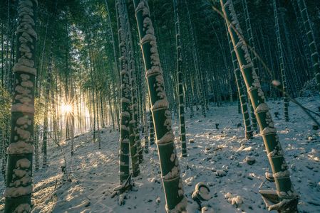 雪の朝、竹林に朝日が