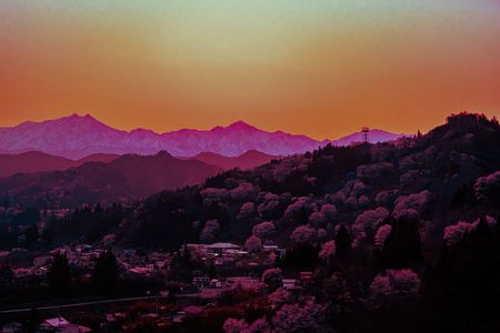 小川村　二反田地区の桜と北アルプスの夕暮れ