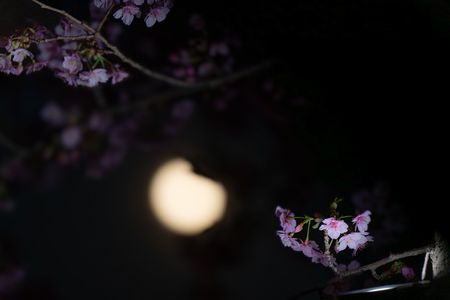 桜月夜