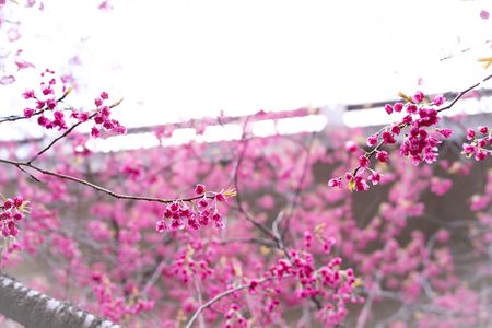 早咲の桜でこれからが待ち遠しい春