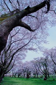 桜モンスター