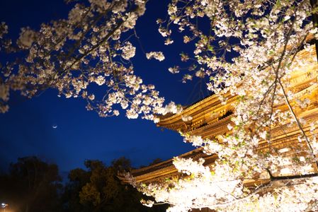 京都東寺の夜桜に月。