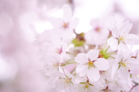 鴨川に咲く桜、今年もチャレンジ！