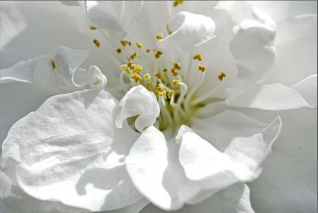 照手桃　white petals