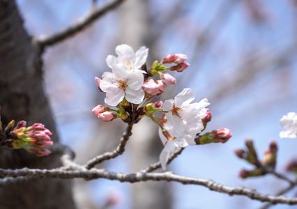 さくらの山公園✈️咲き始めの桜🌸