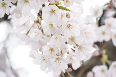小御門神社の桜🌸⛩️
