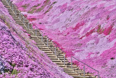 芝桜の階段
