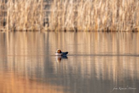 A Wigeon in Early Winter