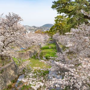 甲山と夙川桜