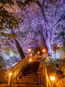 高輪の夜桜