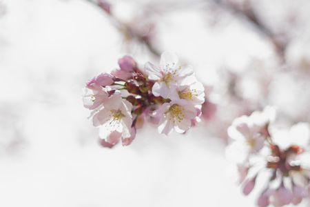今年初の桜写真！