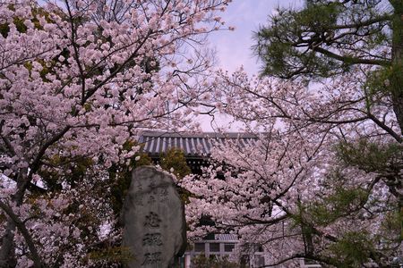 桜咲く春の京都、最終章