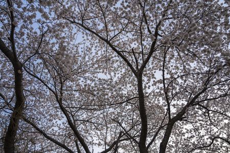 桜の記憶 ＜2024＞