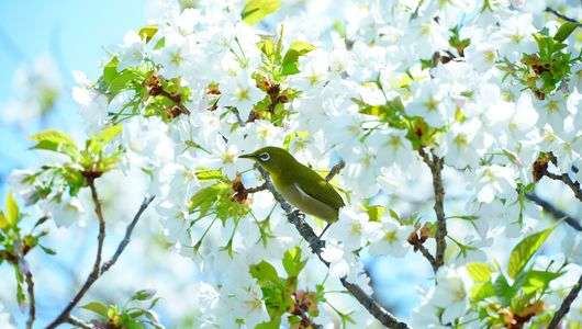 夙川の桜とメジロ