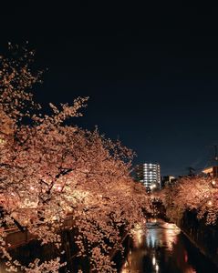 中板橋石神井川沿いの夜桜