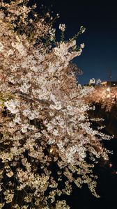 東京都板橋区の中板橋近くの石神井川沿いの夜桜です。