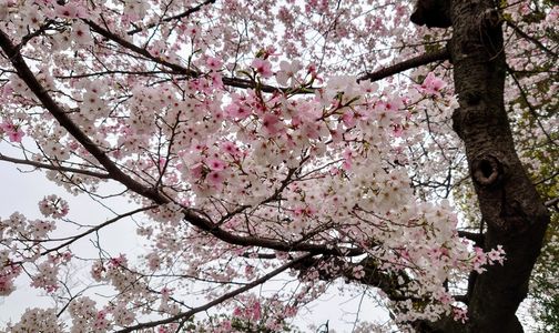 ピンクのグラデーションが美しい上野公園の桜🌸