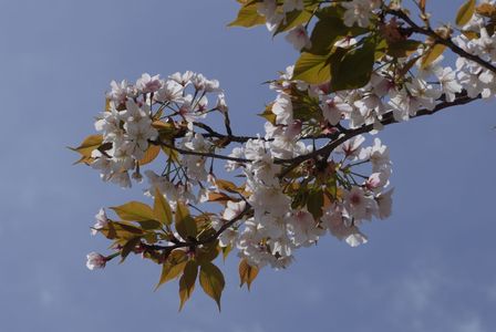 きっと今年最後の桜