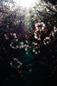 梅と桜、逆光