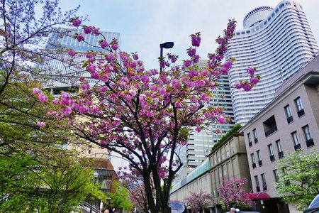 東京・紀尾井町通り・八重桜関山満開