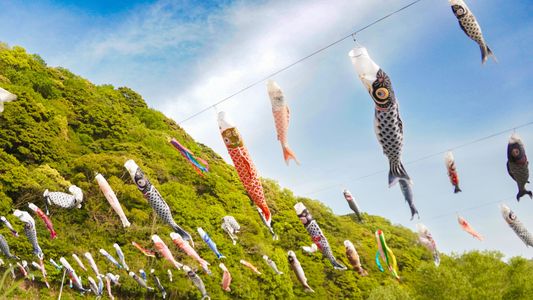 紫川　鯉のぼり祭り
