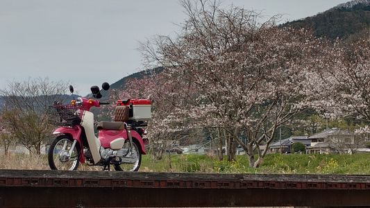 愛車と桜(1)