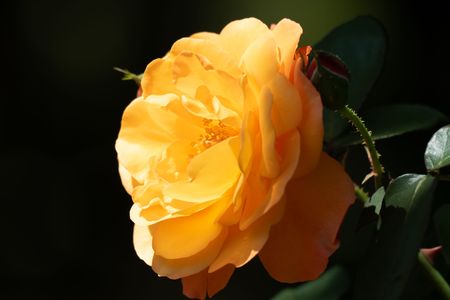 アンネフランクの薔薇