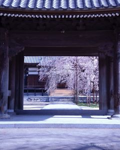 門の奥に見える桜