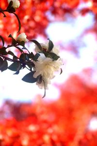 秋深しの中で踏ん張っている白い可憐な花☆
