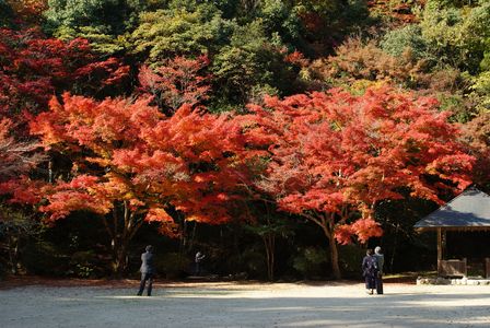 ある秋の日。山口県の錦帯橋辺りにて紅葉を見て佇む人達。