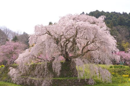 流れる滝のような本郷の滝桜