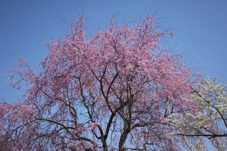 民家の庭に咲く鮮やかなしだれ桜