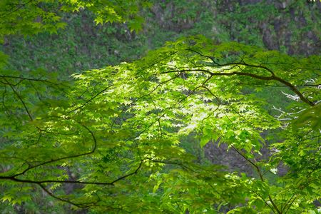 仙台秋保大滝　五月の新緑