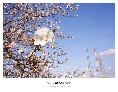 桜と日常