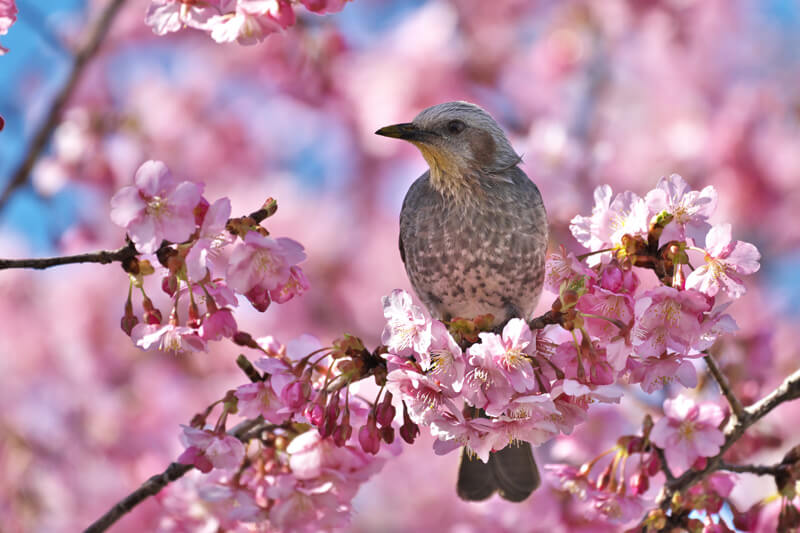 『満開の河津桜にヒヨドリ』Tocchiさん