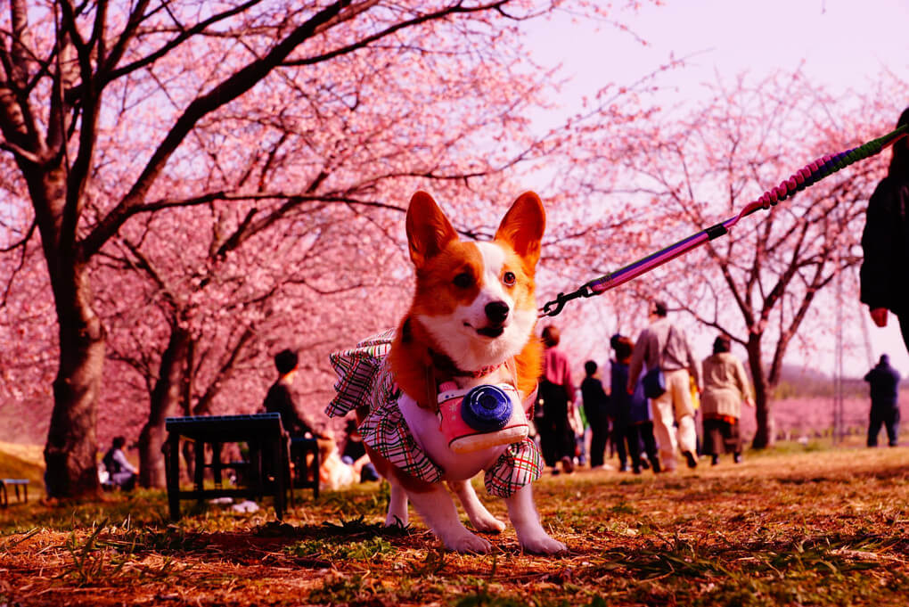 『コニーカメラマンの桜まつり』ニッキーだんなさん