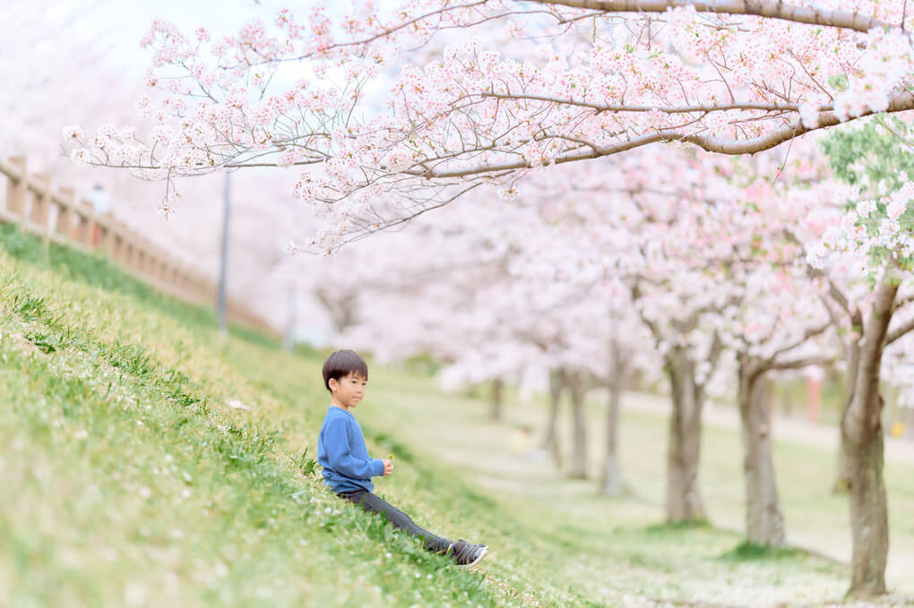『桜に囲まれて』さすけまるさん