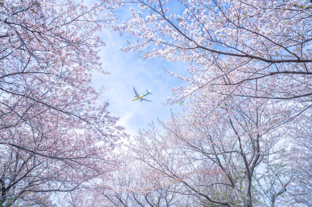 『飛行機と桜』kotesasiさん