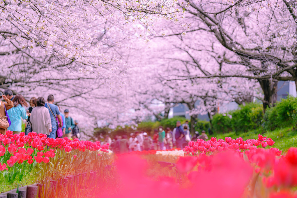 『桜＆チューリップ 春の彩り』moyuさん